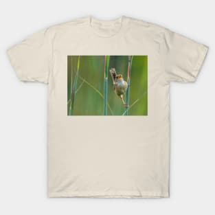 sedge wren T-Shirt